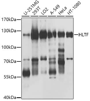 HLTF Antibody