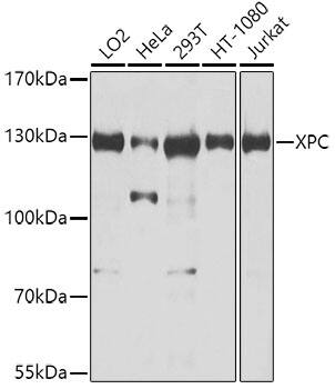 XPC Antibody