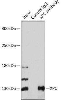 XPC Antibody