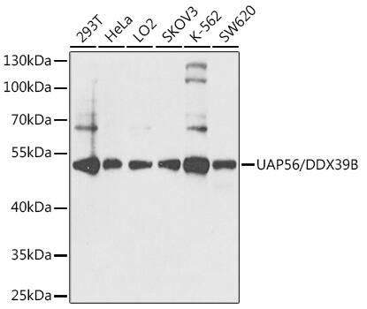 UAP56 Antibody
