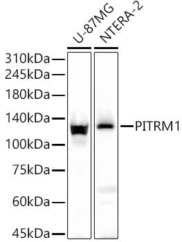 PITRM1 Antibody