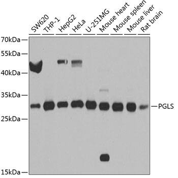 PGLS Antibody