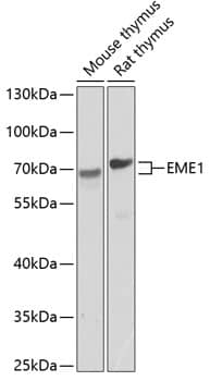 EME1 Antibody