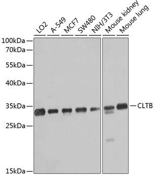 CLTB Antibody