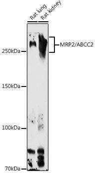 MRP2 Antibody