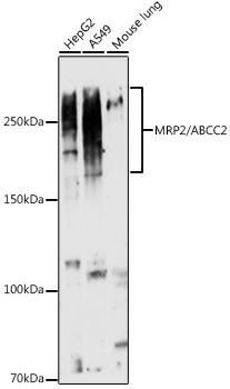 MRP2 Antibody