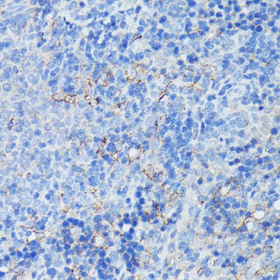 CD21 Antibody