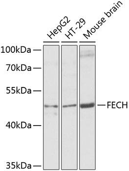 FECH Antibody