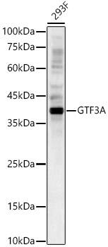 GTF3A Antibody