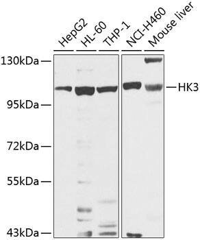 Hexokinase Type III Antibody