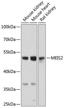 MEIS2 Antibody