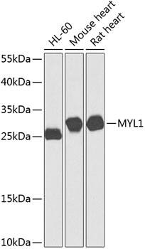 Fast skeletal myosin light chain 1 Antibody