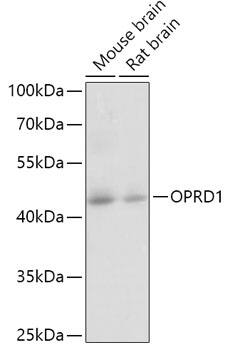 delta Opioid R/OPRD1 Antibody