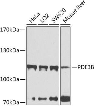 PDE3B Antibody