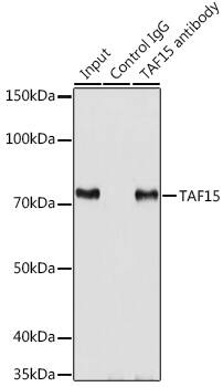 TAF15 Antibody