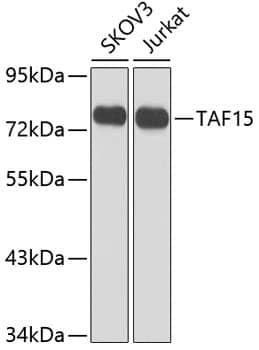 TAF15 Antibody