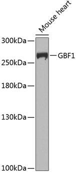 GBF1 Antibody