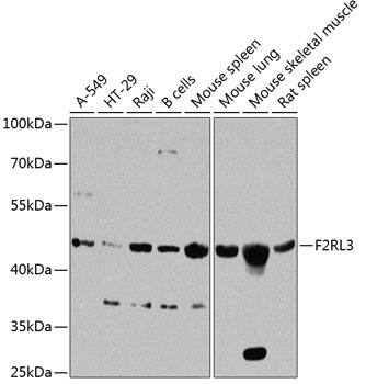 PAR4 Antibody