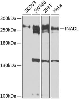 PATJ Antibody