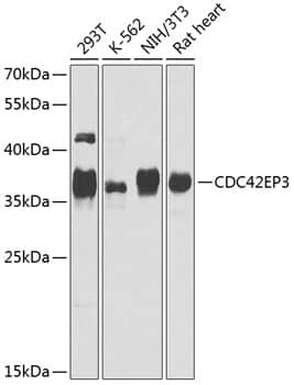 CDC42EP3 Antibody