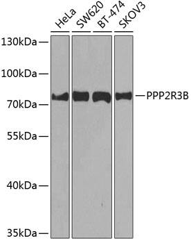 PR48 Antibody