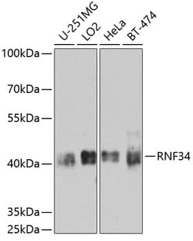 RNF34 Antibody