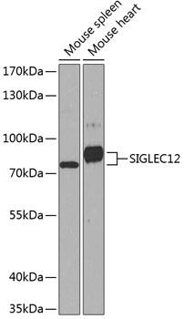 SIGLECL12 Antibody