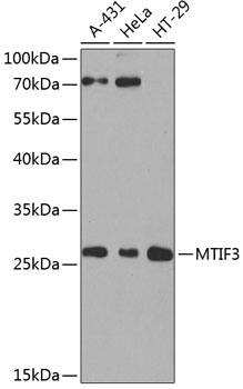 Mitocondrial Translational Initiation Factor 3 Antibody