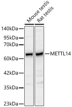 METTL14 Antibody