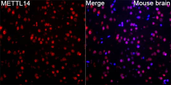 METTL14 Antibody
