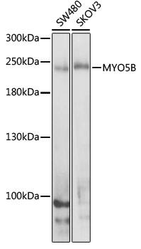 Myosin VB Antibody