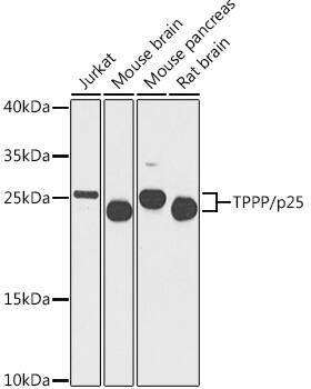 TPPP/p25 Antibody