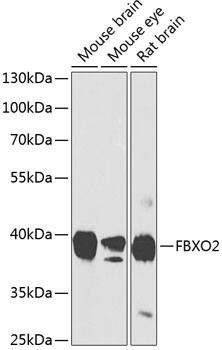 FBXO2 Antibody