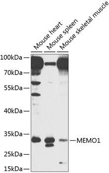 mediator of cell motility 1 Antibody