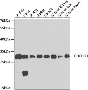 CHCHD3 Antibody