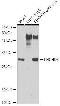 CHCHD3 Antibody