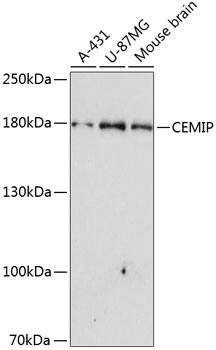 CEMIP/KIAA1199 Antibody