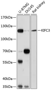 KIFC3 Antibody