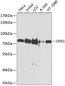 SNX1 Antibody