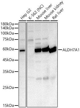 ALDH7A1 Antibody