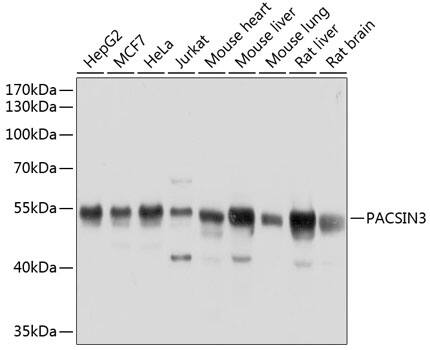 PACSIN3 Antibody