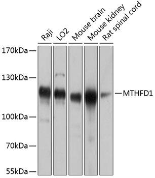 MTHFD1 Antibody