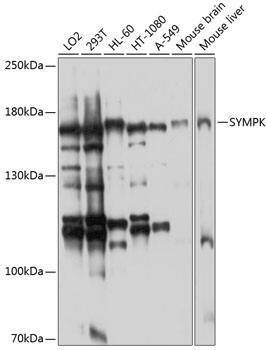 Symplekin Antibody