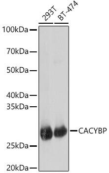 CACYBP Antibody