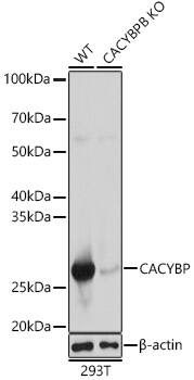CACYBP Antibody