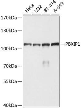 PBXIP1 Antibody