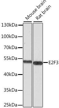 E2F3 Antibody