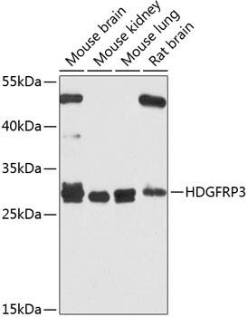 HDGFRP3 Antibody