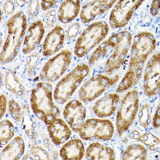 SCFD1 Antibody