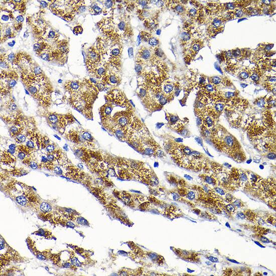 SCFD1 Antibody